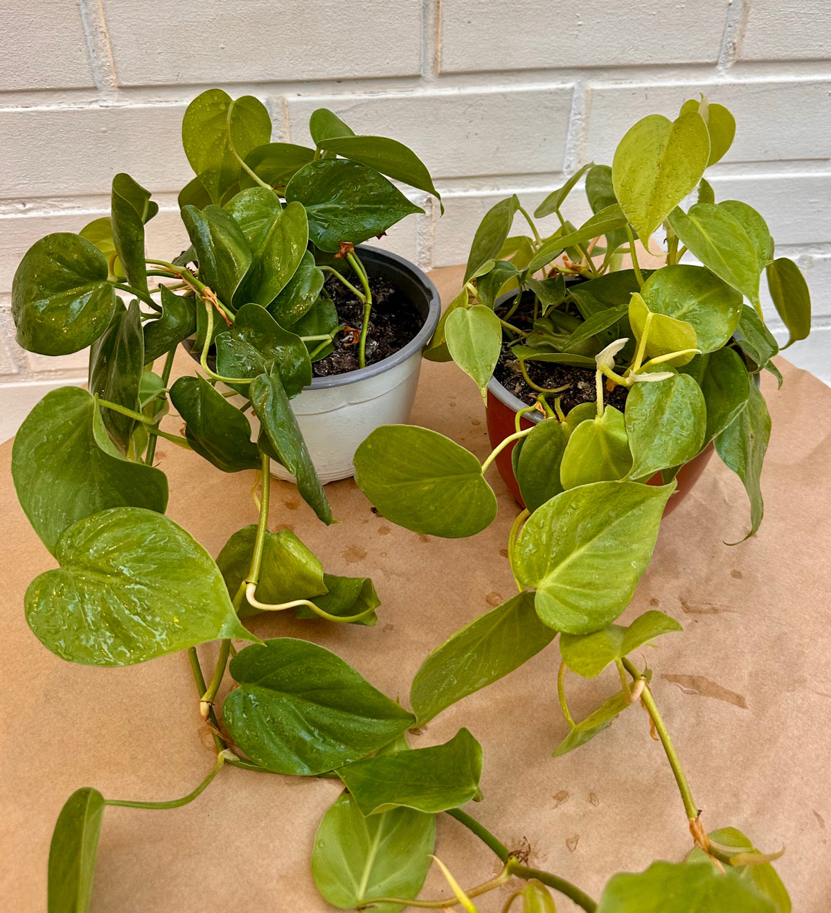 Plantas