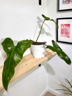 Philodendron  Mexicanum