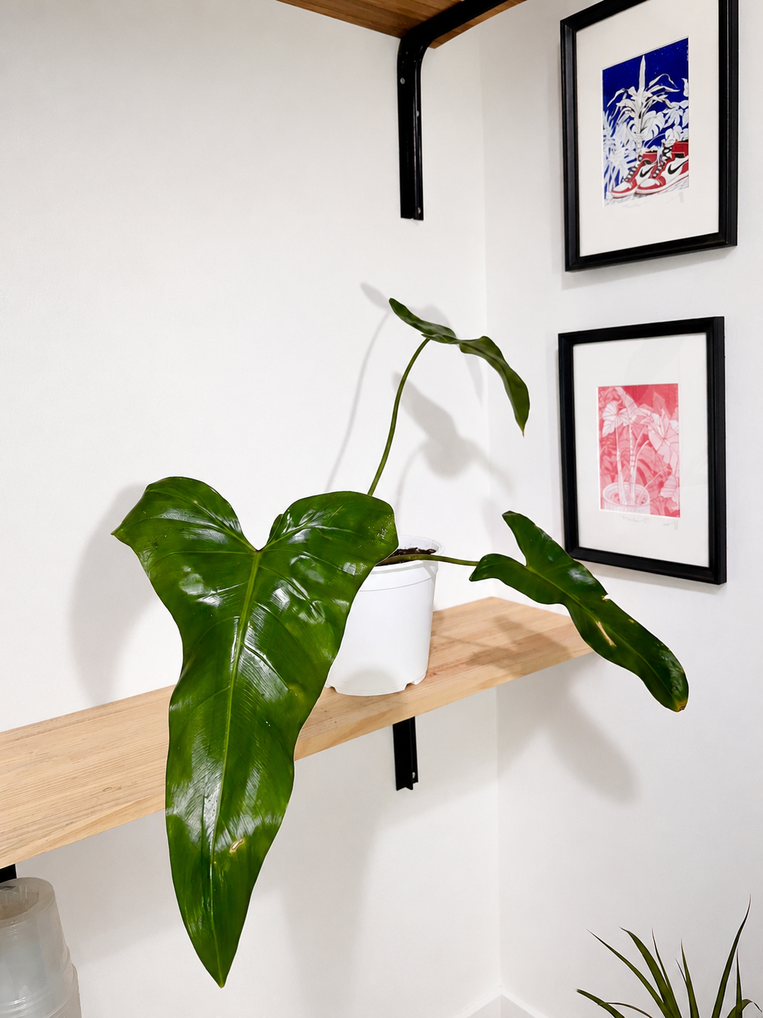 Philodendron  Mexicanum