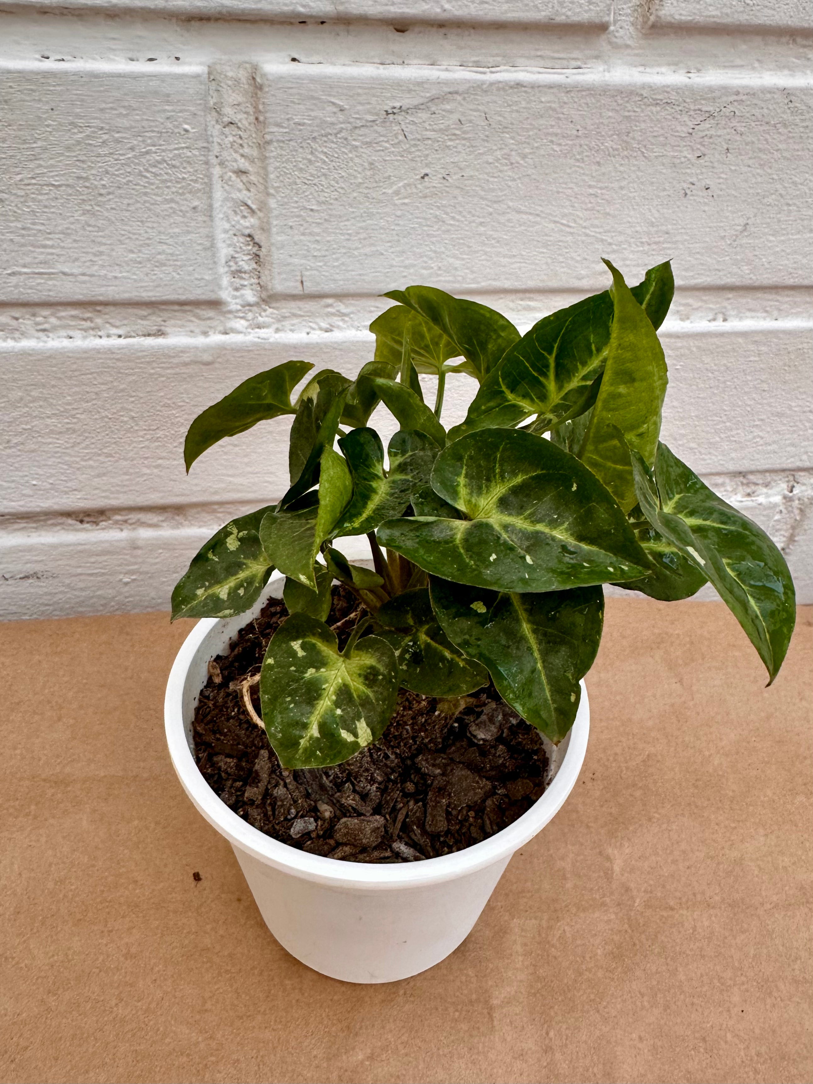 Singonium panda galaxi