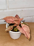 Syngonium Pink Neon