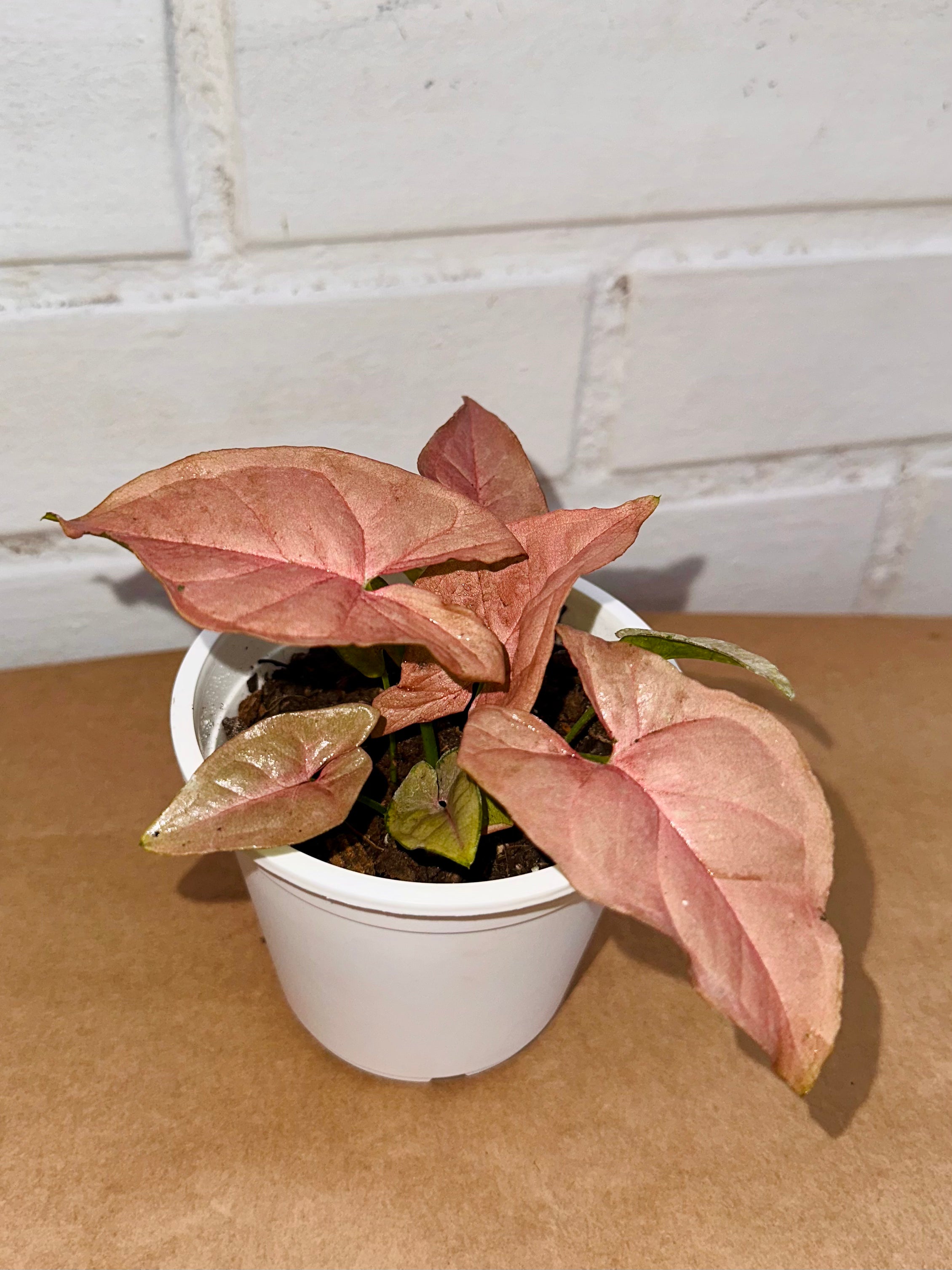 Syngonium Pink Neon