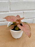 Syngonium Pink Neon