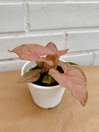 Syngonium Pink Neon
