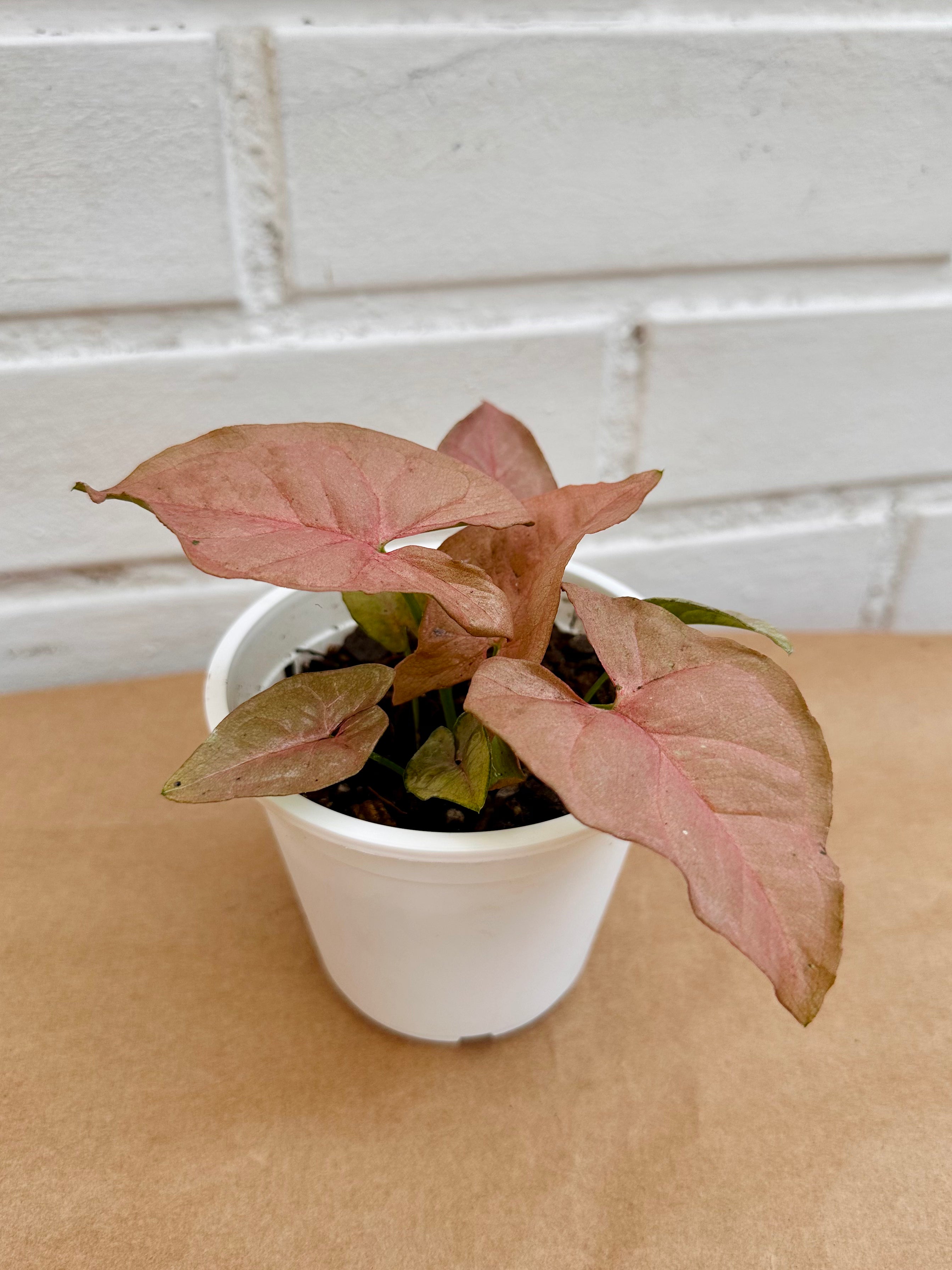 Syngonium Pink Neon
