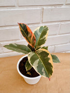 Ficus Tineke