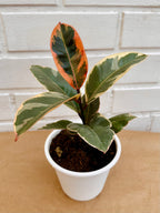 Ficus Tineke