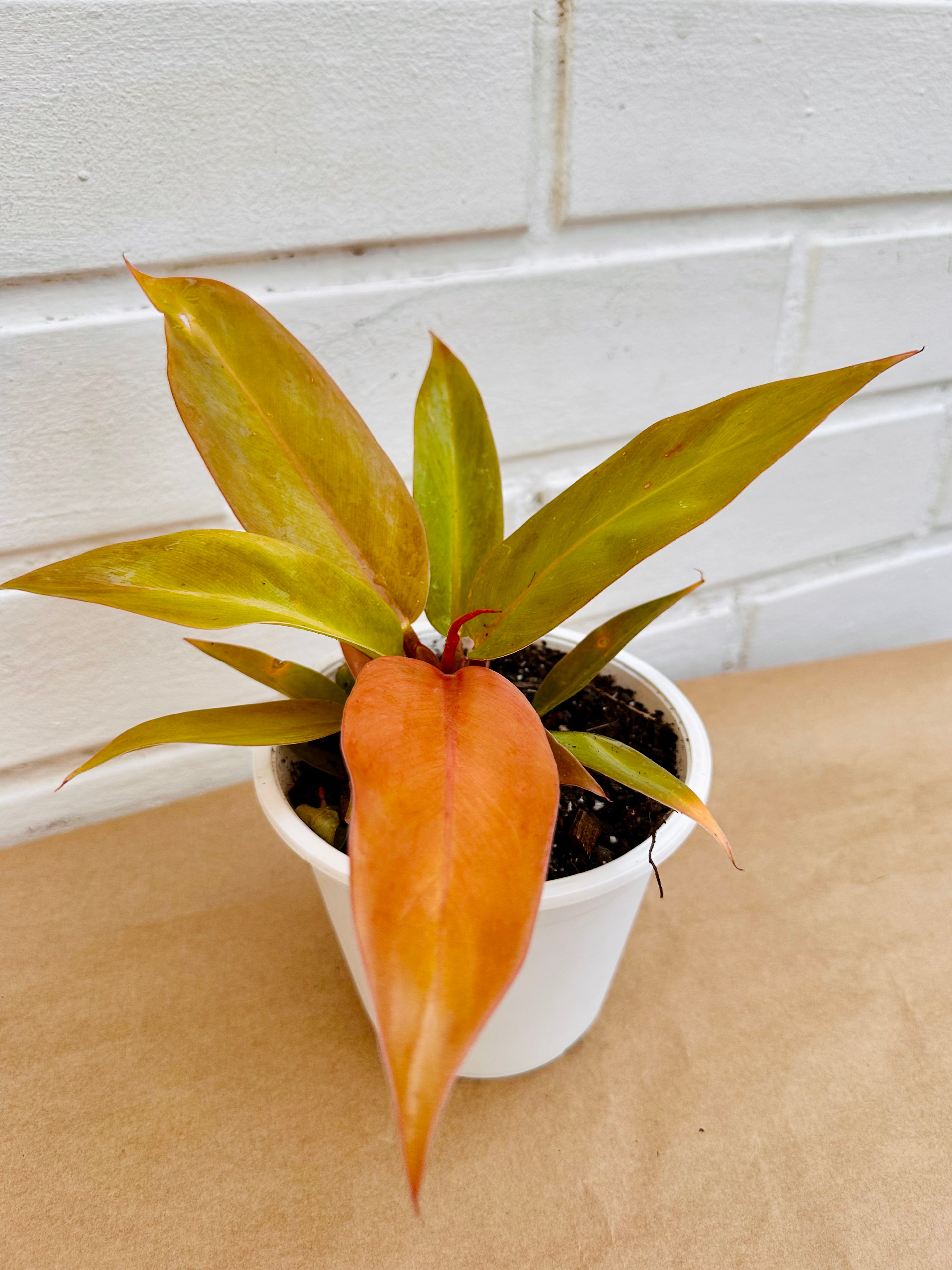 Philodendro princess orange