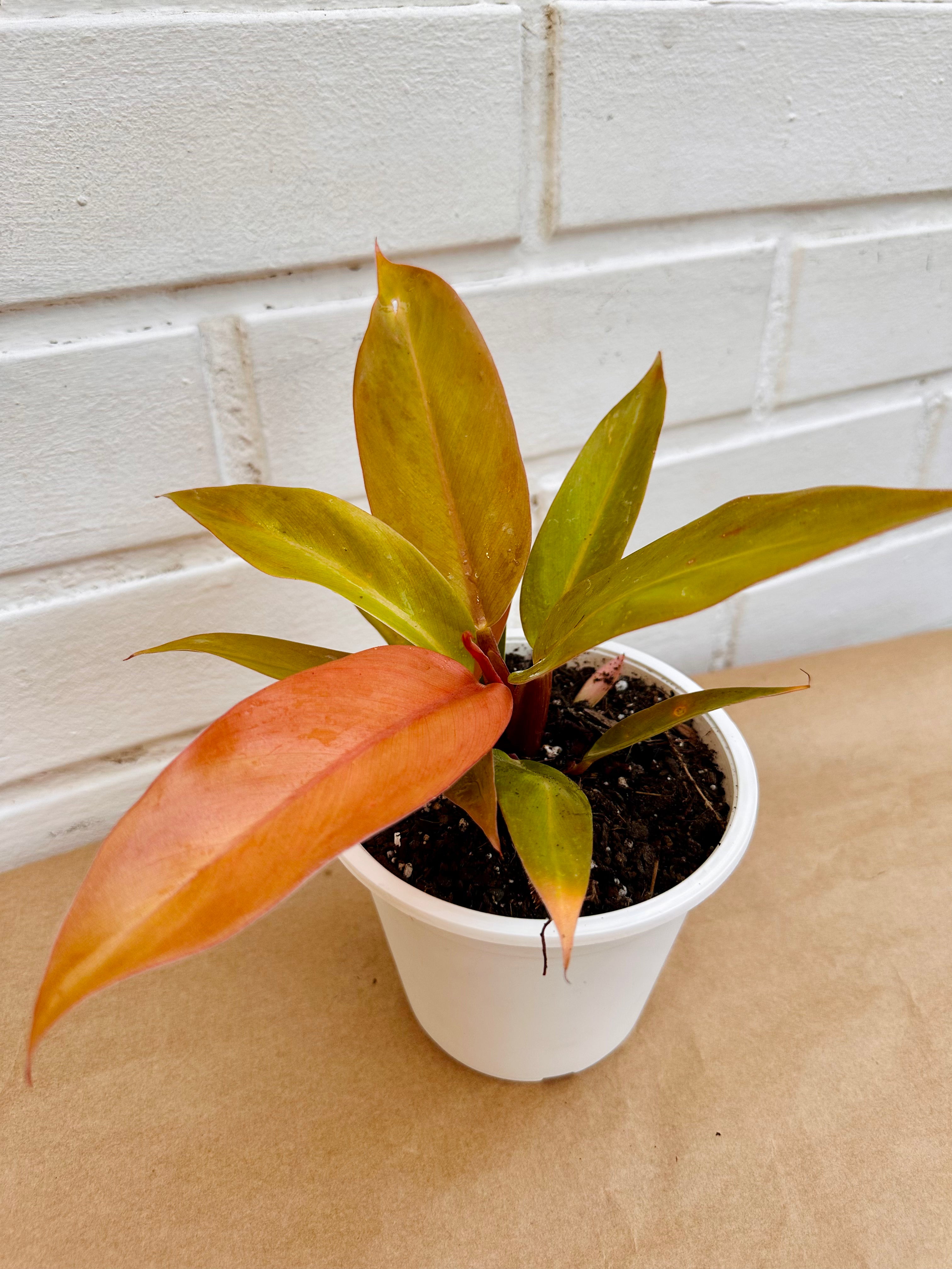Philodendro princess orange