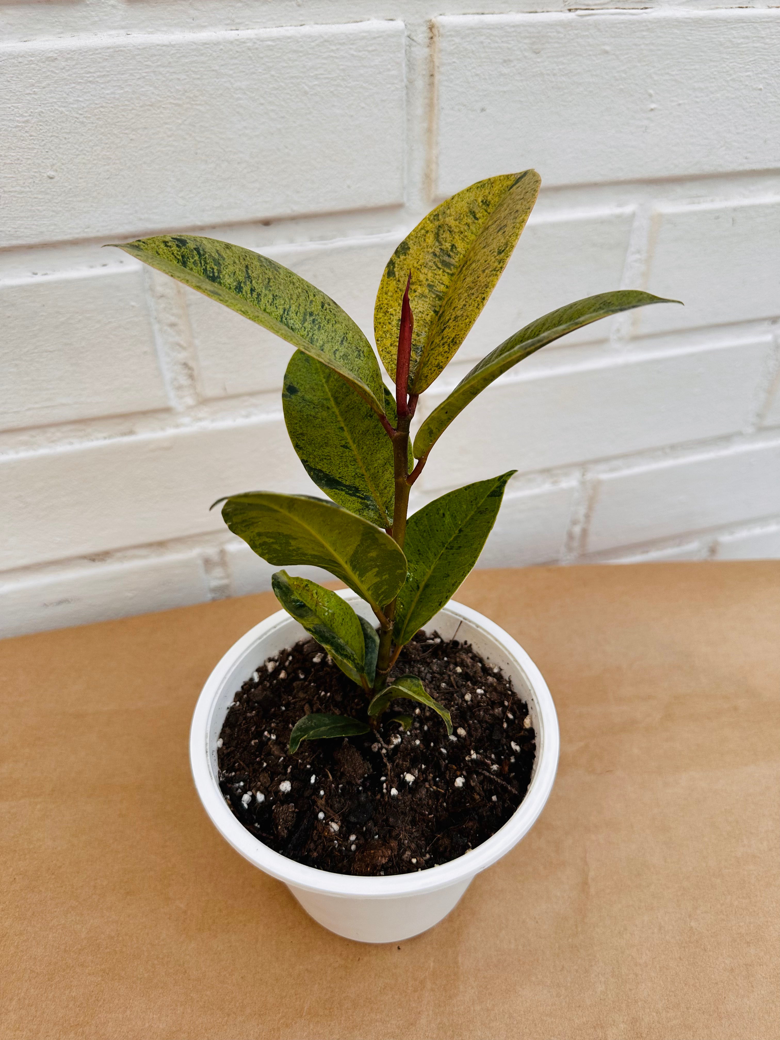 Ficus Siveriano