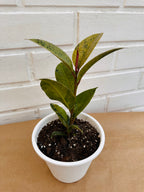 Ficus Siveriano