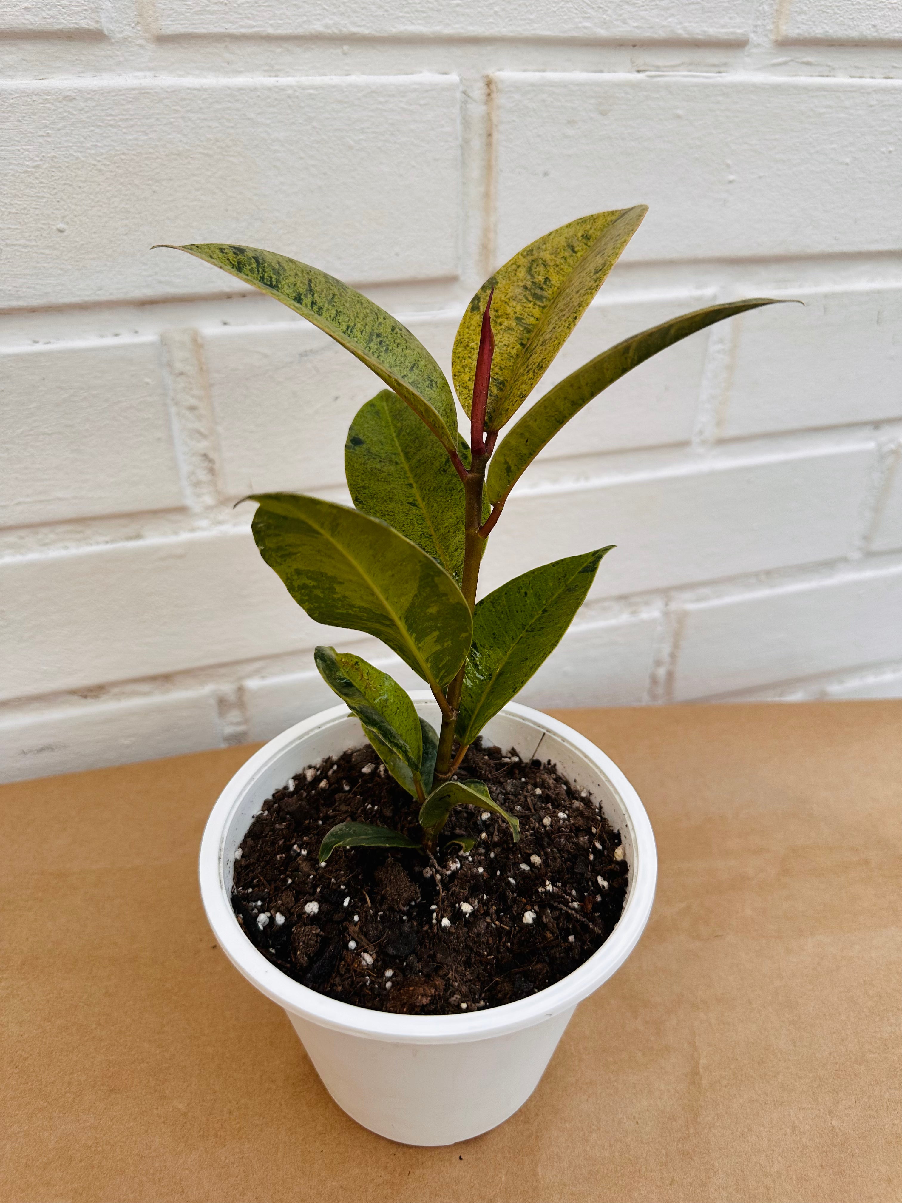 Ficus Siveriano
