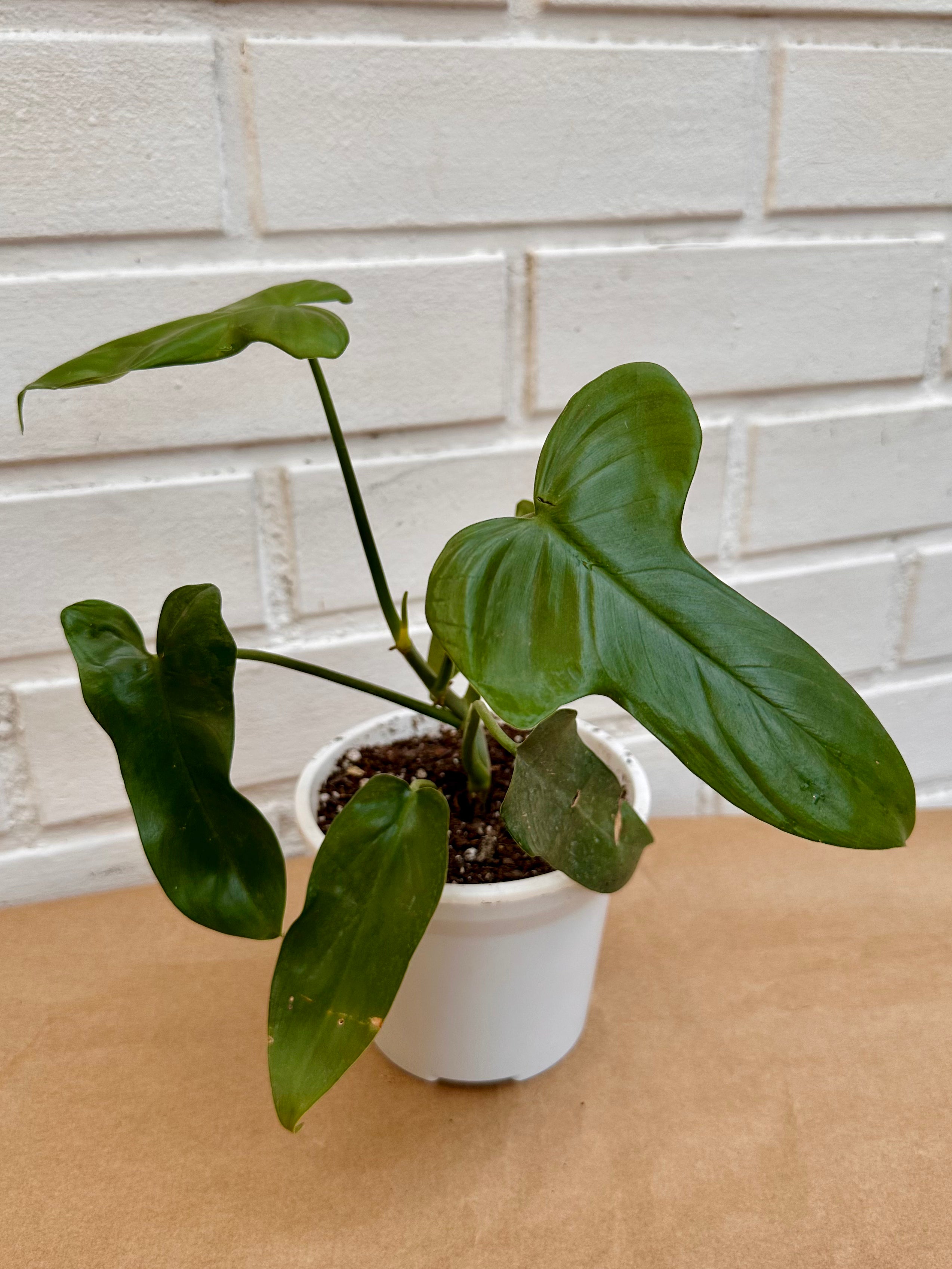 Philodendro panduriforme