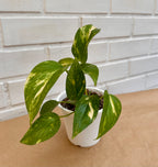 Pothos Golden