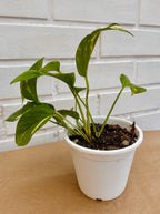 Pothos Golden