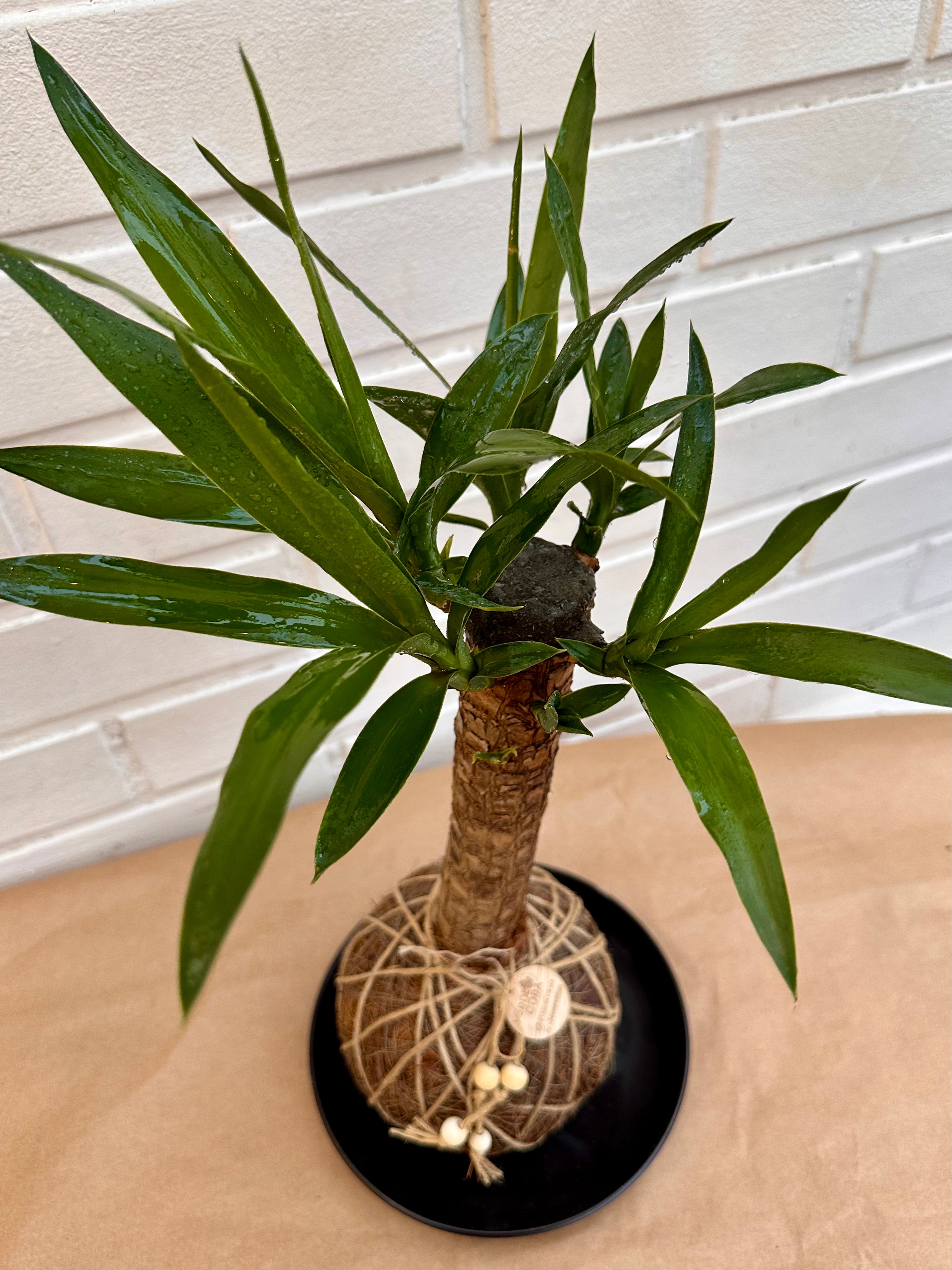 Yucca