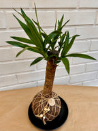 Yucca