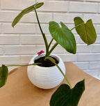 Philodendrom fragant plantada en maceta floridis florencia sisal