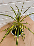 Dracena Kiwi