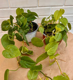 Cordatum verde bolo