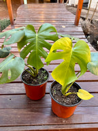 Monstera