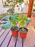 Monstera