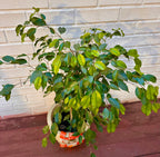Ficus Benjamin
