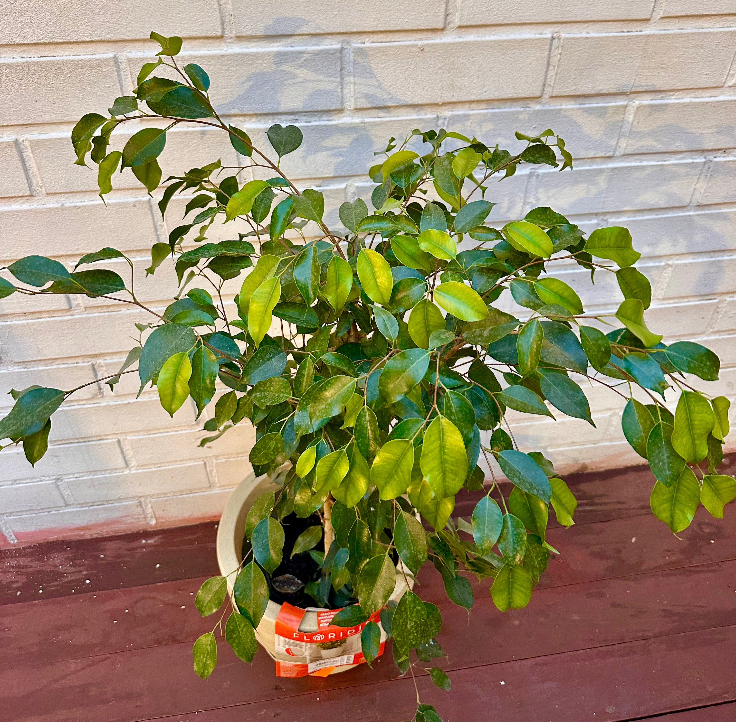 Ficus Benjamin