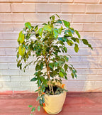 Ficus Benjamin