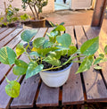 Pothos Marble Queen Bolo