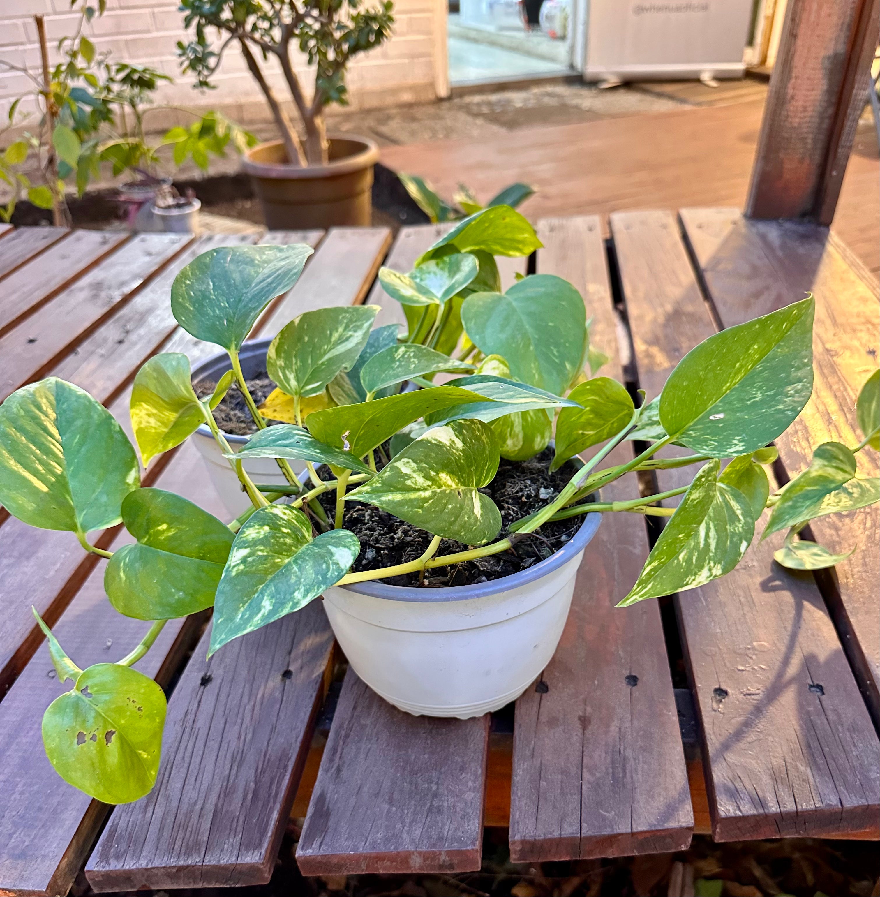 Pothos Marble Queen Bolo