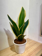 Sansevieria Black Gold