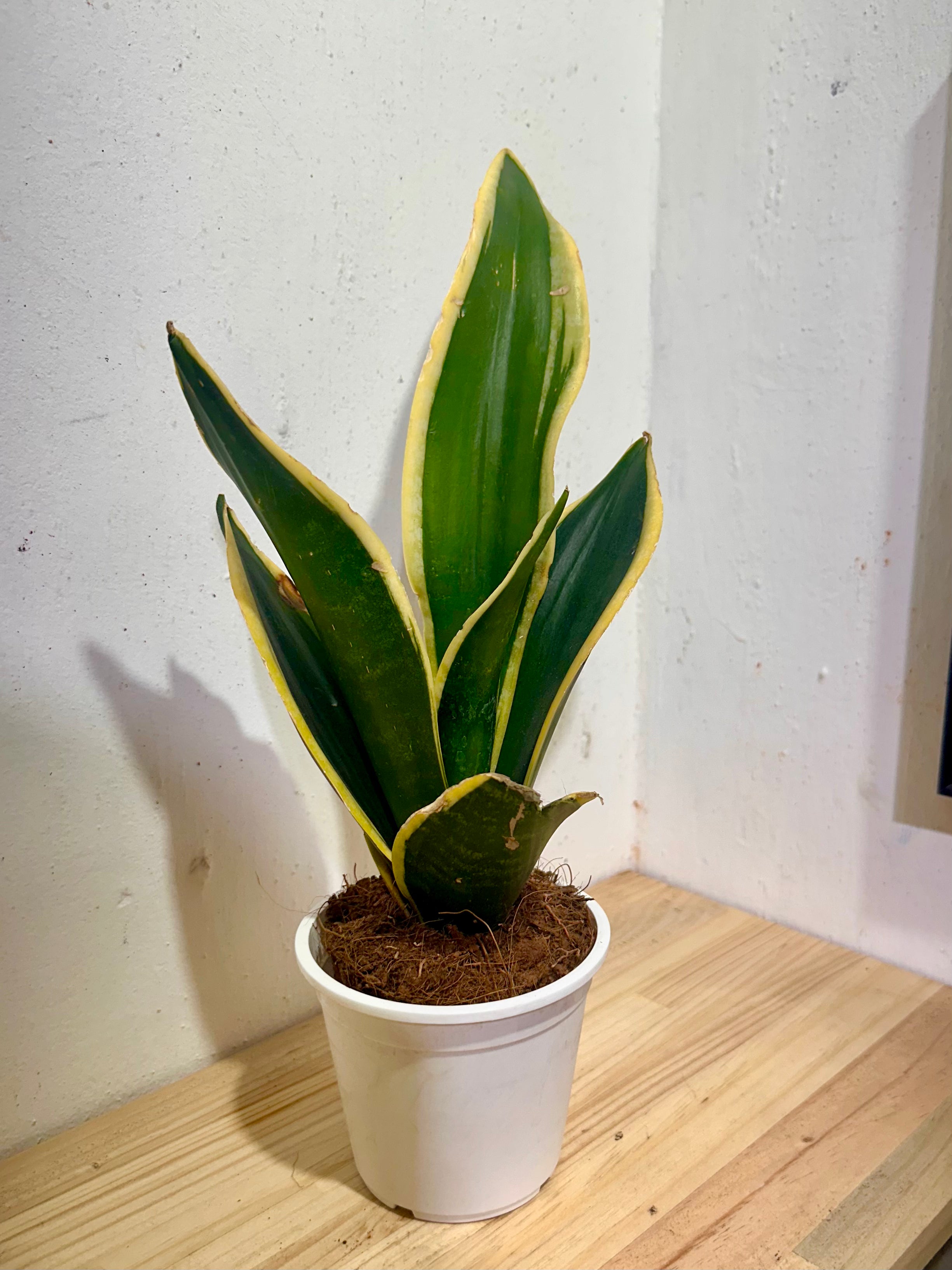 Sansevieria Black Gold