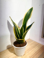 Sansevieria Black Gold