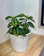 La Pilea Cadierei