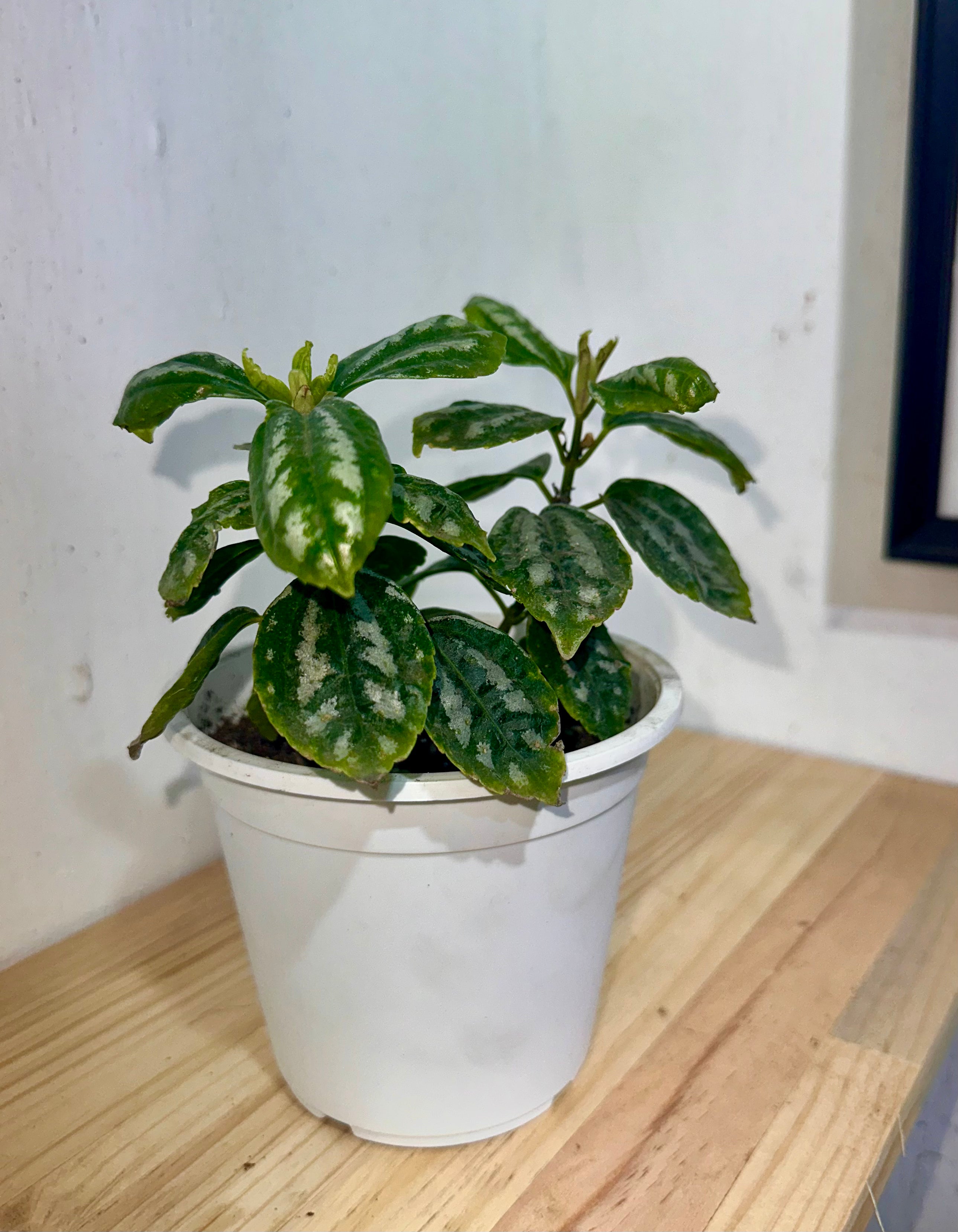 La Pilea Cadierei
