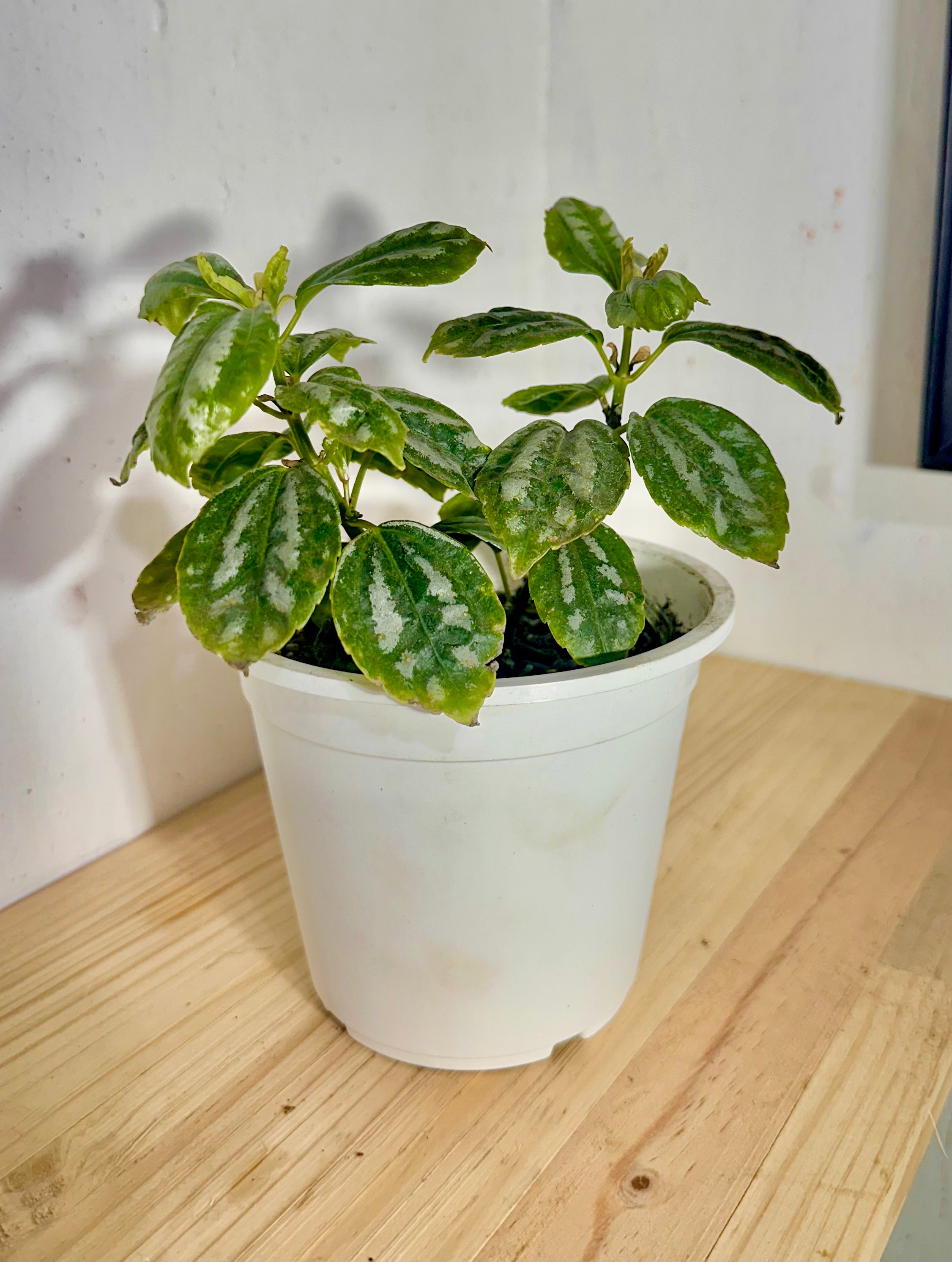 La Pilea Cadierei