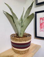 Sansevieria Moonshine