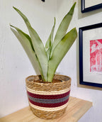 Sansevieria Moonshine