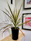 Dracena  Bicolor
