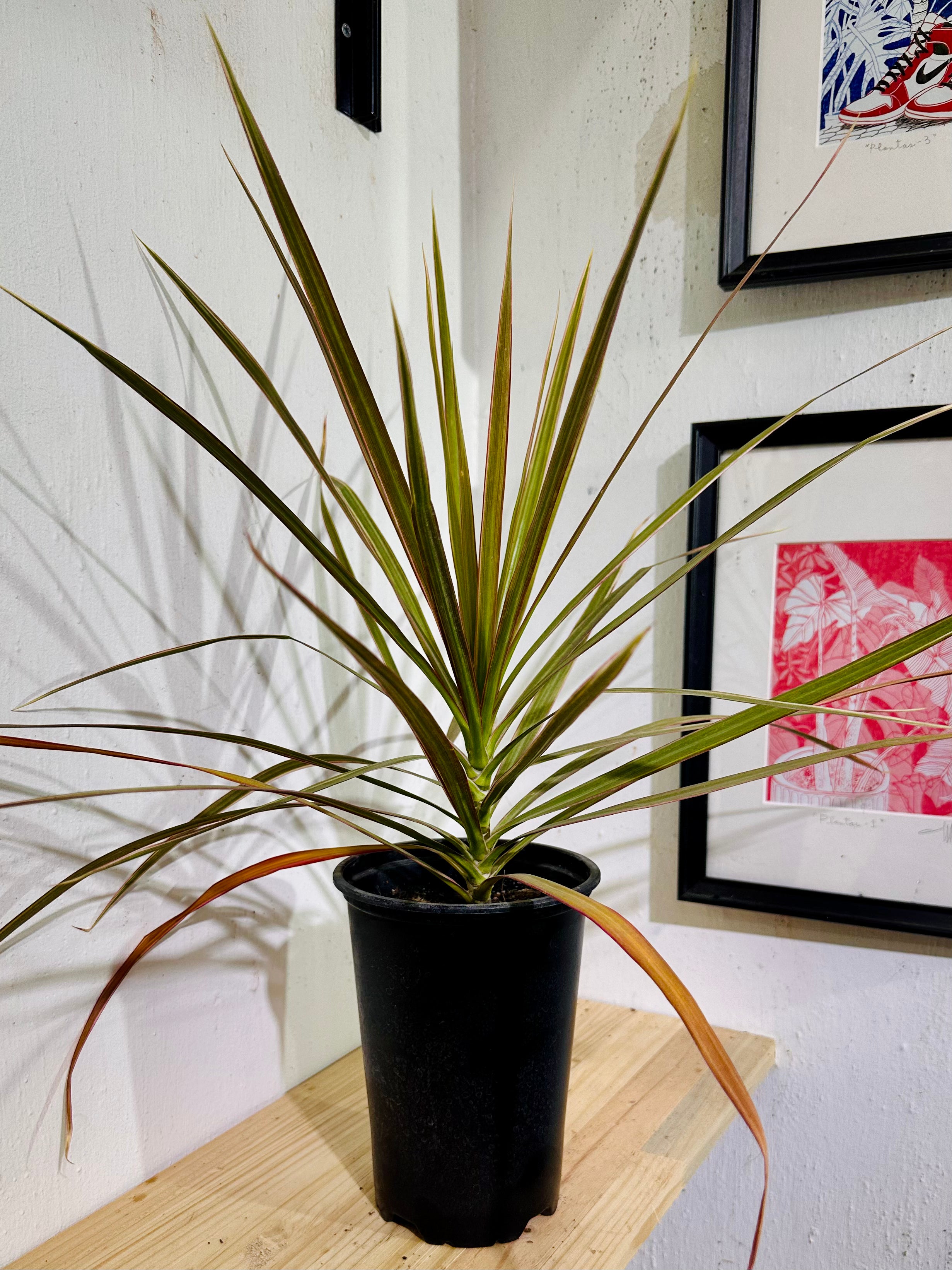 Dracena  Bicolor