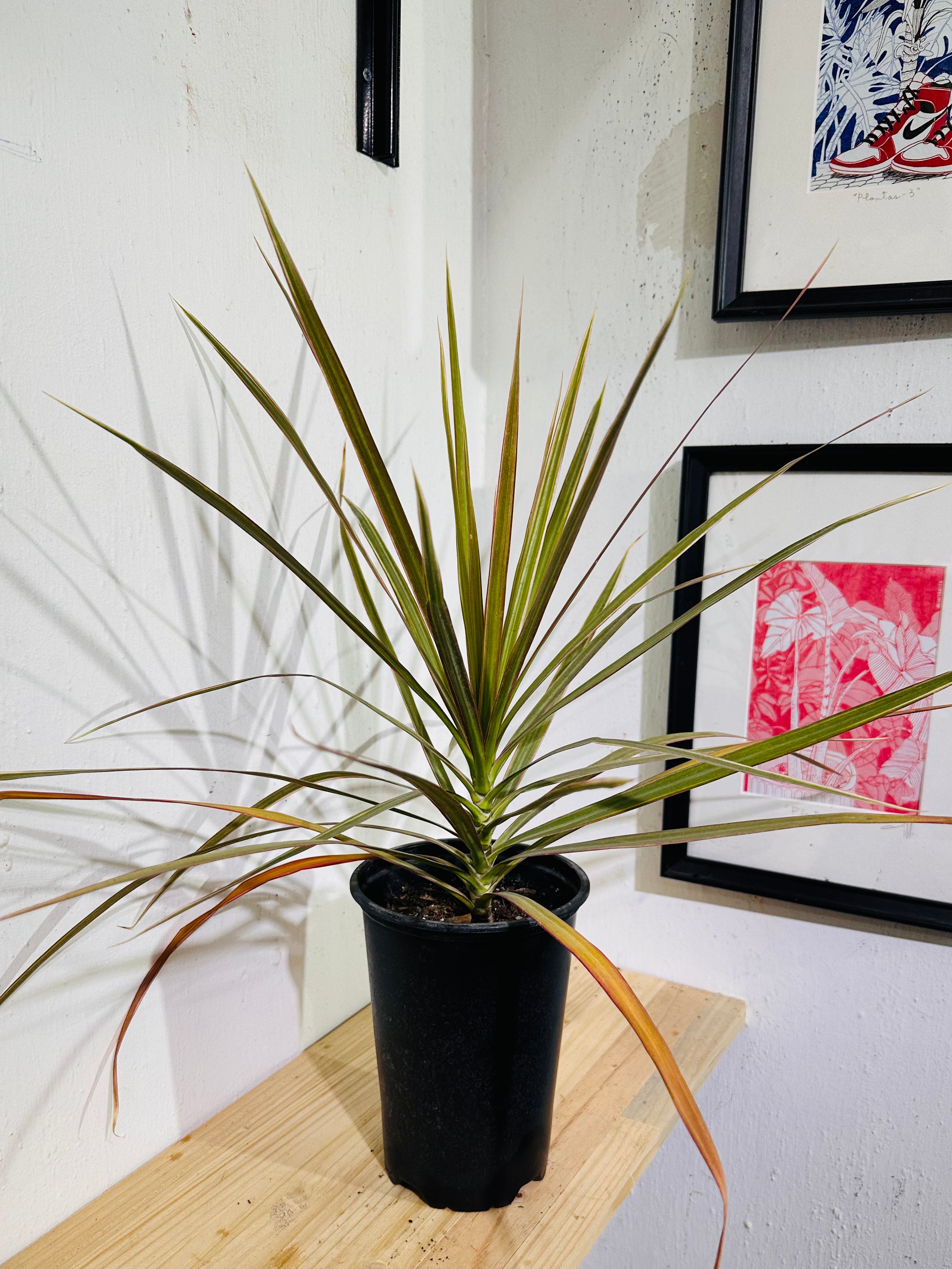 Dracena  Bicolor