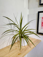 Dracena Marginata