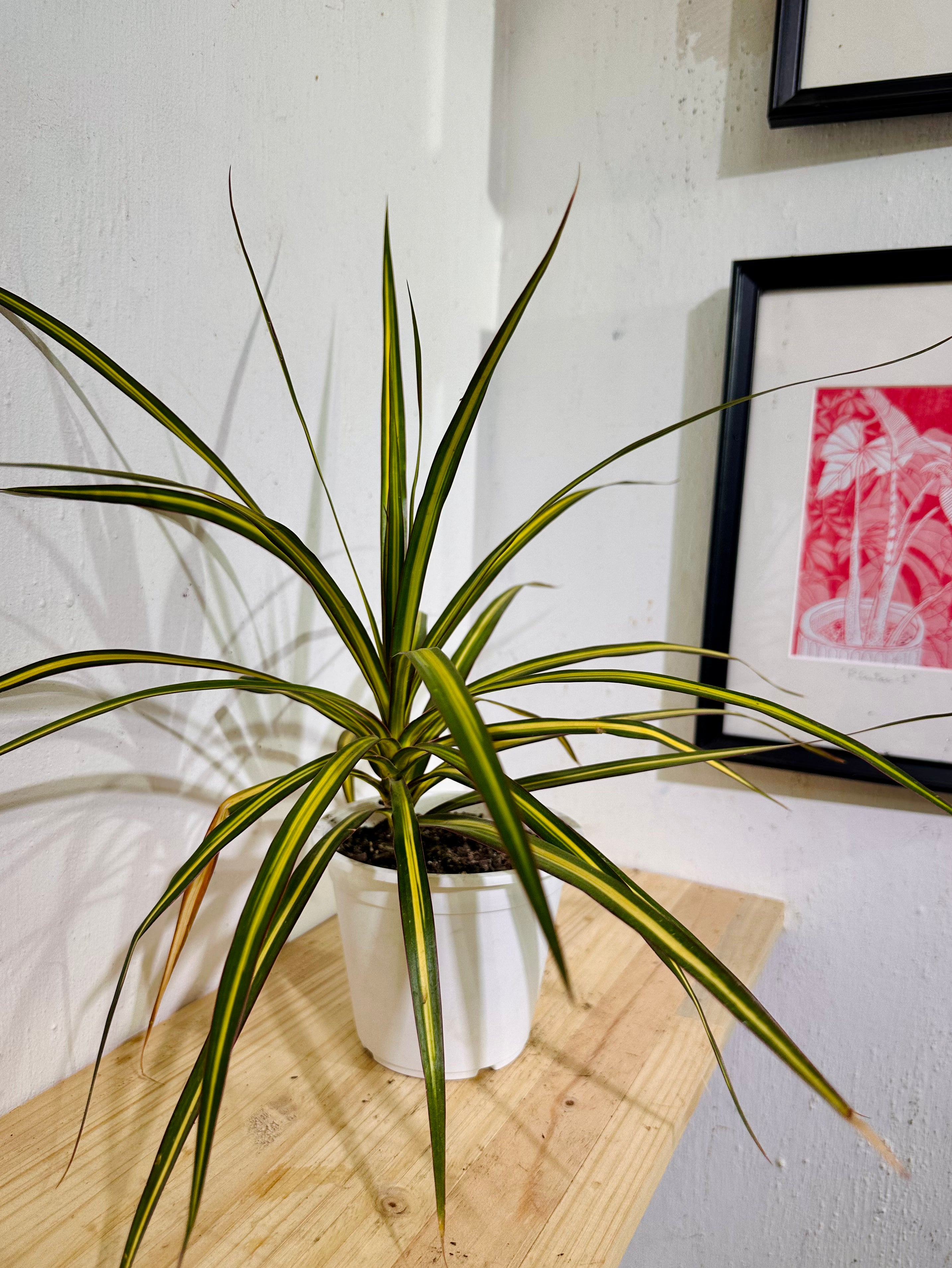 Dracena Marginata